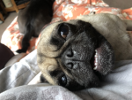 Olivia's Pugs For Life Army
