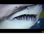 Tiburones aterradores