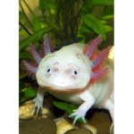 Axolotl are cute
