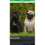 Cheezy.pugz