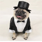 "The Pug Squad"