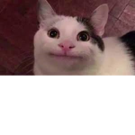 Who the heck likes cats here !?