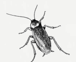 Flea Supremacy