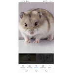 Hamsters group!!