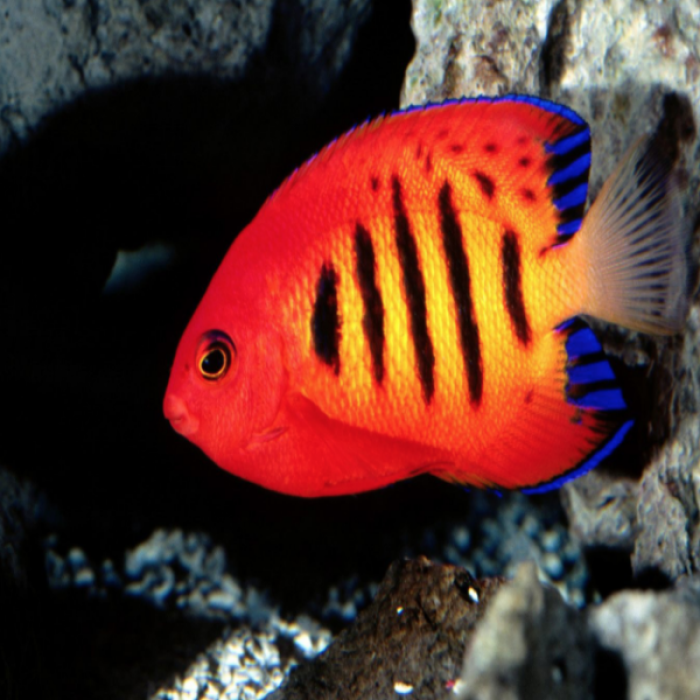 Orange Fish Roblox decal