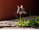 The Flying Mouse