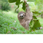 My little sloths!