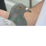 Pigeons of robloxia combined