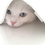 meowbyte