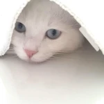 meowbyte Group Thumbnail