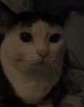 Nomii
