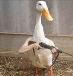 The Duck Overlords