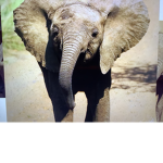 Henry the elephant