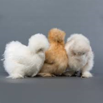 friendly friends with fuzzy chicken