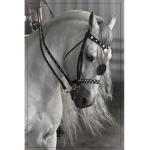 angel star riding academy