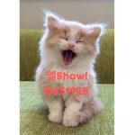 엘Show!