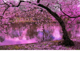 Sakura and Tree House