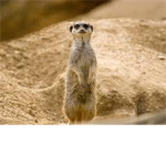 The Meerkat Group