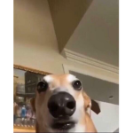 Abby giving robux