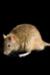 Axel’s rat friends