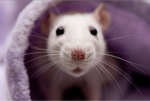 Rat's Apperal