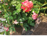 SUCHE gruppe