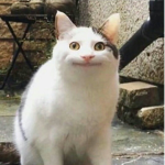 貓貓集團團隊