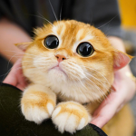 LuckyYCat