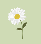My •daisies•