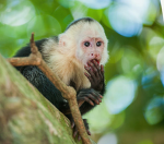 monkey tribe wowwow