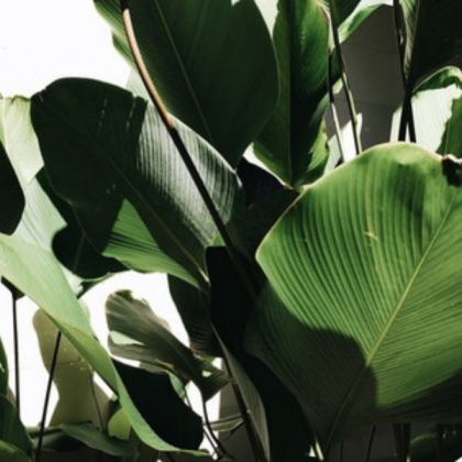 green aesthetic Roblox decal
