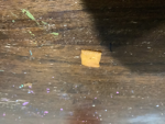 Fortblox?