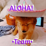 ALOHA! •Team•