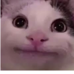 Cat_sus