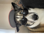 NerdChatGang