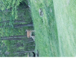 Deer fans only