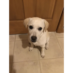 Help the dog