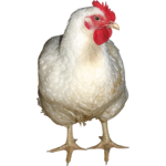 WE ARE NO YOLK