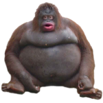 Monkey Group A