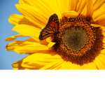 Minnie's Sunflowers