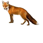 Team Fox Roblox