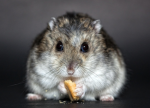 hamsters store