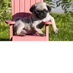 Cute Pug Love
