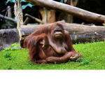 monkey forces