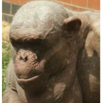 Primal MMA