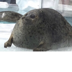 =Seals and Potatoes obsessed group=
