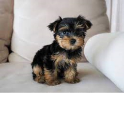 baby yourkie