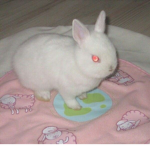 Zombunniz Group :)