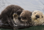 Sea otter club for anyone!