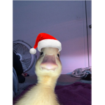 Jowell’s roblox
